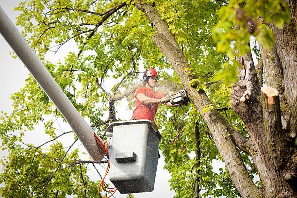  St Charles, MN Tree Service Pros